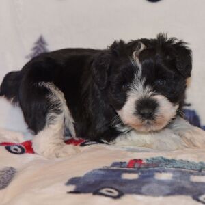 Miniature Schnauzer Puppy Pixie