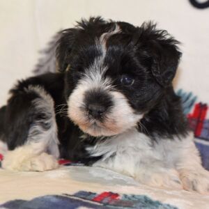 Miniature Schnauzer Puppy Pixie