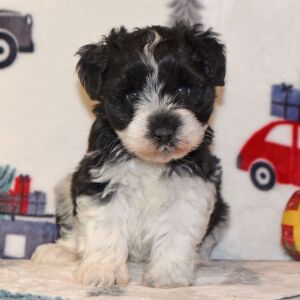 Miniature Schnauzer Puppy Pixie