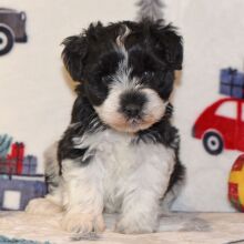 Miniature Schnauzer Puppy Pixie
