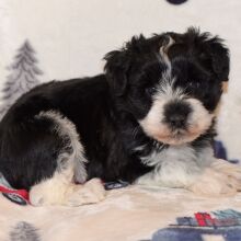 Miniature Schnauzer Puppy Pixie