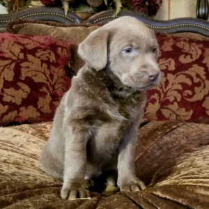 Labrador Retriever Puppy Gabriella