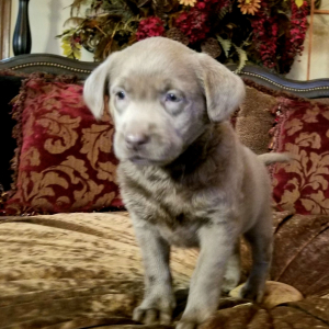 Labrador Retriever Puppy Gabriella