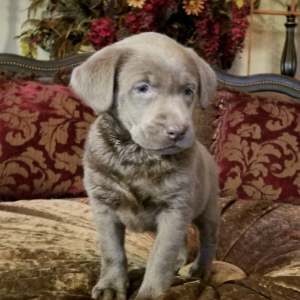 Labrador Retriever Puppy Gabriella