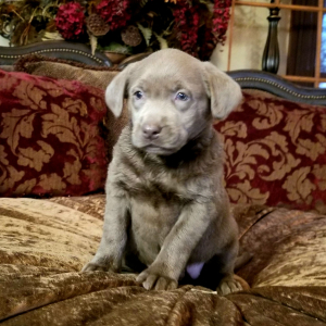 Labrador Retriever Puppy Gabriella
