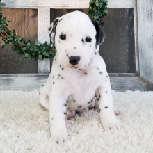 Dalmatian Puppy Otto