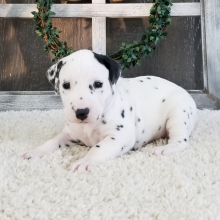 Dalmatian Puppy Otto