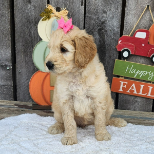 Goldendoodle Puppy Merlay