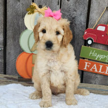 Goldendoodle Puppy Merlay