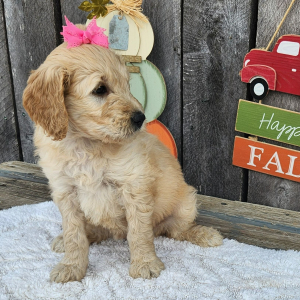 Goldendoodle Puppy Merlay