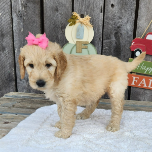 Goldendoodle Puppy Merlay