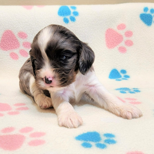 Cockalier Puppy Duggar