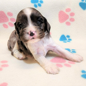 Cockalier Puppy Duggar