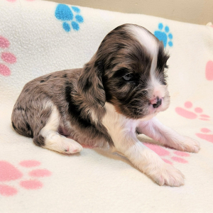 Cockalier Puppy Duggar