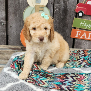 Goldendoodle Puppy Lexis
