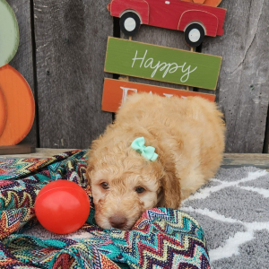 Goldendoodle Puppy Lexis