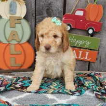 Goldendoodle Puppy Lexis