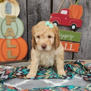 Goldendoodle Puppy Lexis
