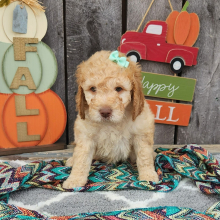 Goldendoodle Puppy Lexis