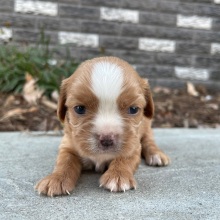 Cavalier King Charles Spaniel Puppy Joyce