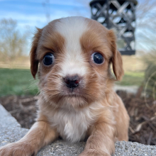 Cavalier King Charles Spaniel Puppy Joyce