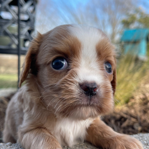 Cavalier King Charles Spaniel Puppy Joyce