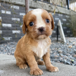 Cavalier King Charles Spaniel Puppy Joyce