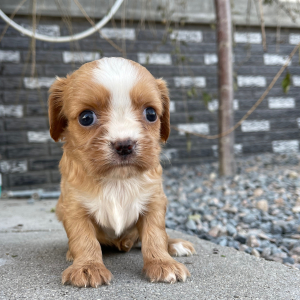 Cavalier King Charles Spaniel Puppy Joyce