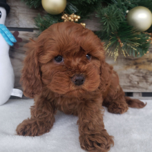 Cavapoo Puppy Ollie