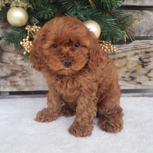 Cavapoo Puppy Ollie