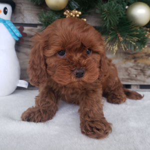Cavapoo Puppy Ollie