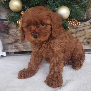 Cavapoo Puppy Ollie