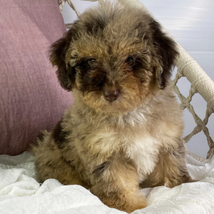 Poodle Puppy Daniela
