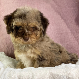 Poodle Puppy Daniela