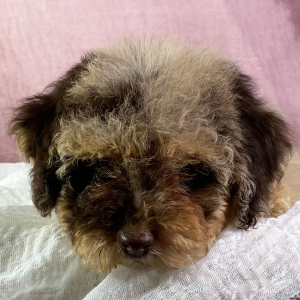 Poodle Puppy Daniela
