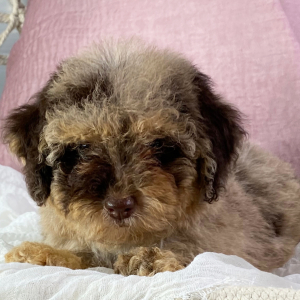 Poodle Puppy Daniela