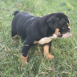 Bulldog Puppy Daisy