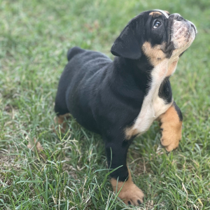 Bulldog Puppy Daisy