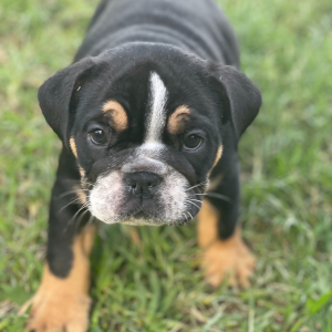 Bulldog Puppy Daisy