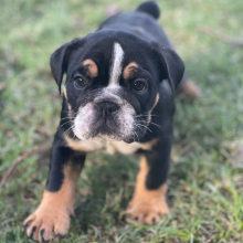 Bulldog Puppy Daisy