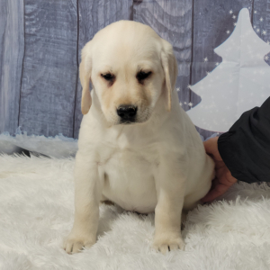 Labrador Retriever Puppy Willa