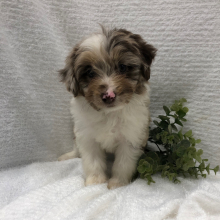 Aussiedoodle Puppy Claire