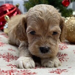 Cockapoo Puppy Bodhi