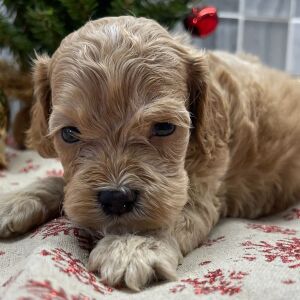 Cockapoo Puppy Bodhi