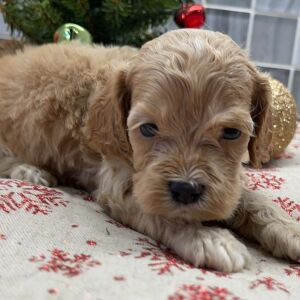 Cockapoo Puppy Bodhi