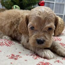 Cockapoo Puppy Bodhi
