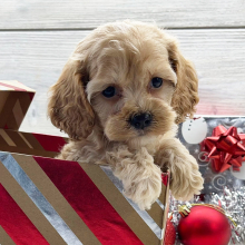 Cockapoo Puppy Bodhi