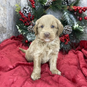 Goldendoodle Puppy Brita