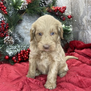 Goldendoodle Puppy Brita