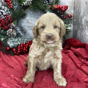 Goldendoodle Puppy Brita